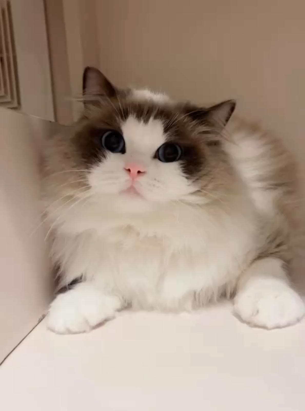 Latte，Lumi Catss 海豹雙色布偶貓