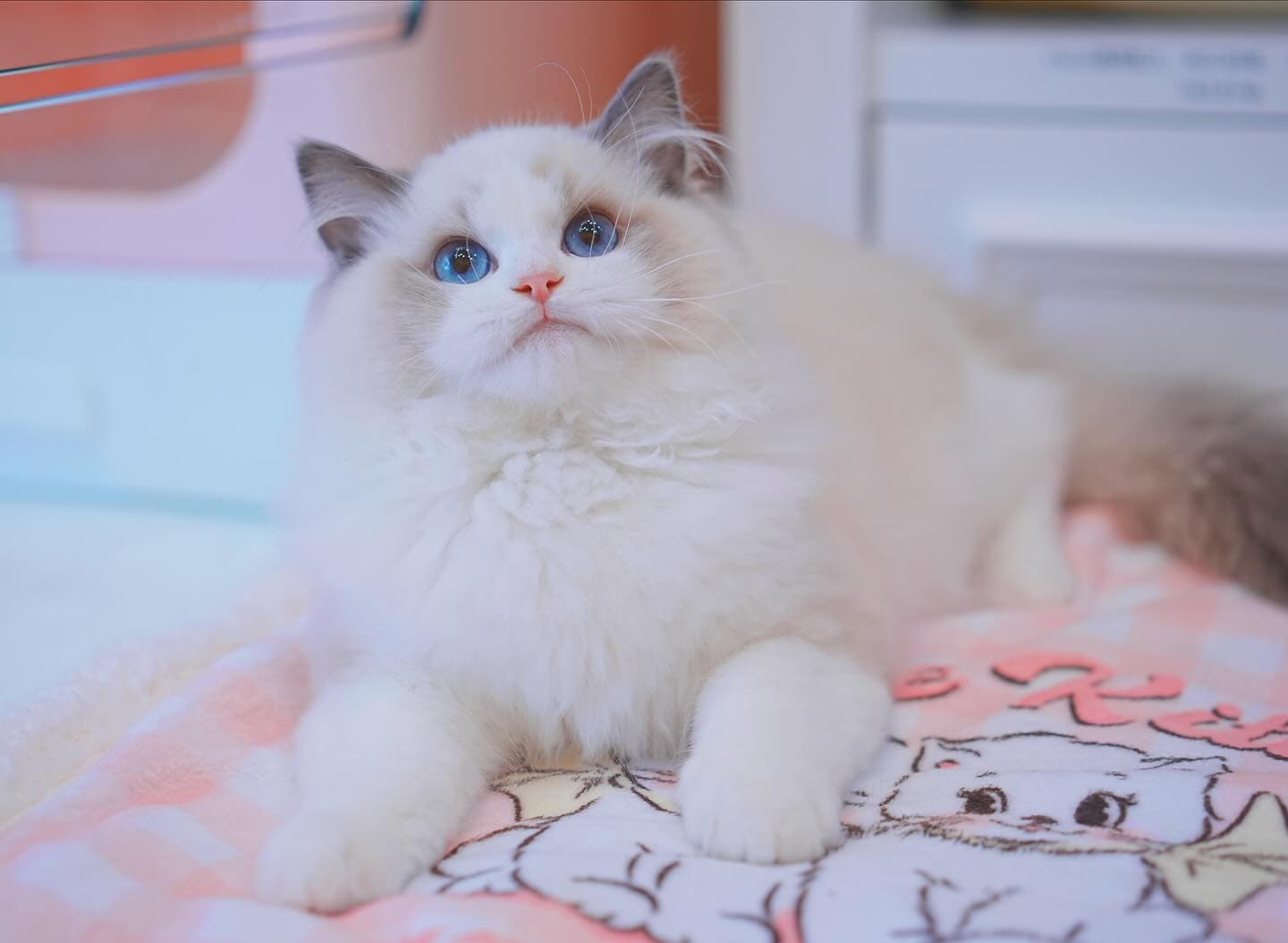 Lumi Catss