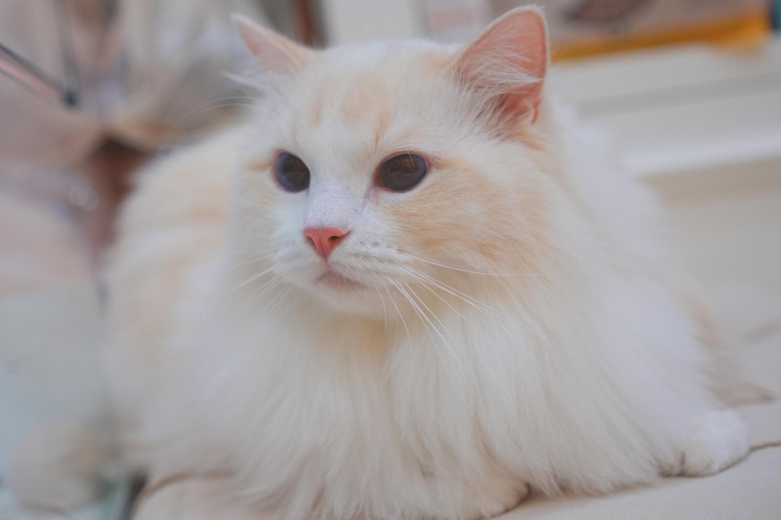 Wonton, Blue Bicolour Ragdoll kitten, front view