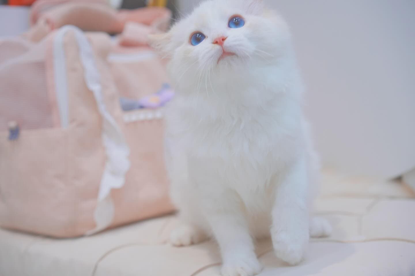 奶油色布偶貓